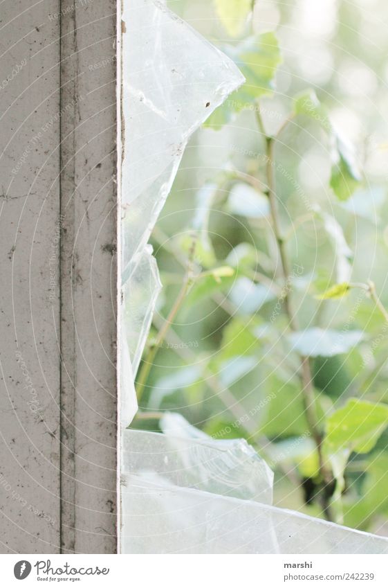 zerbrochen Natur alt Fenster Fensterscheibe Fensterrahmen Blatt Glas gebrochen zerbrechlich Zerstörung Zerbrochenes Fenster Glasscheibe kaputt Ruine Farbfoto