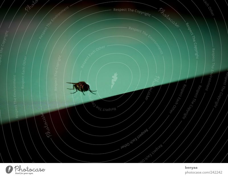 Ausflug ins Grüne Tier Wildtier Fliege 1 fliegen krabbeln sitzen warten grün Einsamkeit Flugangst gefährlich Farbe Bildschirm Insekt digital Farbfoto