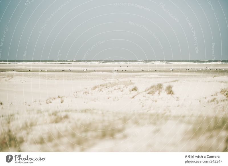 Spiekeroog l gathering Strand Meer Umwelt Natur Landschaft Sand Horizont Sonnenlicht Sommer Wetter Schönes Wetter Küste Tier Wildtier Vogel Möwe Tiergruppe