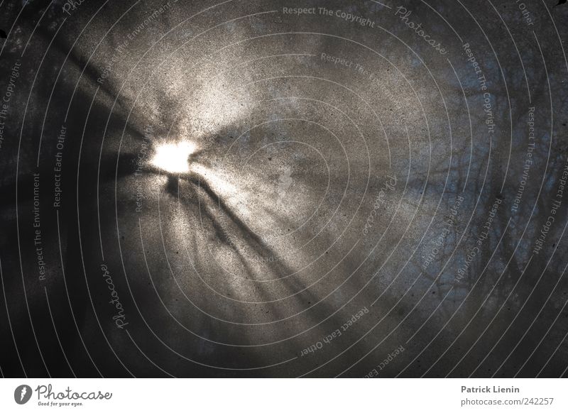 Wintereinbruch Sonne Umwelt Natur Landschaft Urelemente Himmel Sonnenlicht Klima Wetter Schönes Wetter Baum Wald weiß ästhetisch entdecken Leichtigkeit