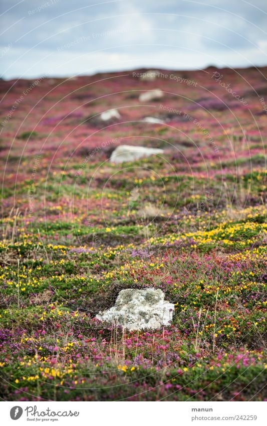 Flickenteppich Natur Landschaft Sommer Pflanze Gras Sträucher Moos Blatt Blüte Wildpflanze Wiese Hügel Felsen Heide Heidekrautgewächse Ginster steinig Bretagne