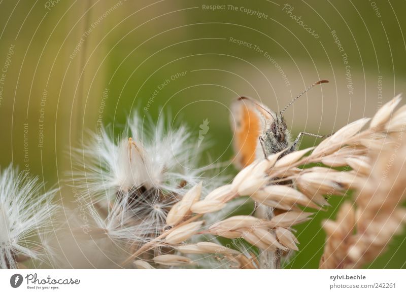 gut getarnt und doch entdeckt Umwelt Natur Pflanze Tier Sommer Gras Nutzpflanze Feld Wildtier Schmetterling 1 Erholung sitzen warten klein verstecken Tarnung