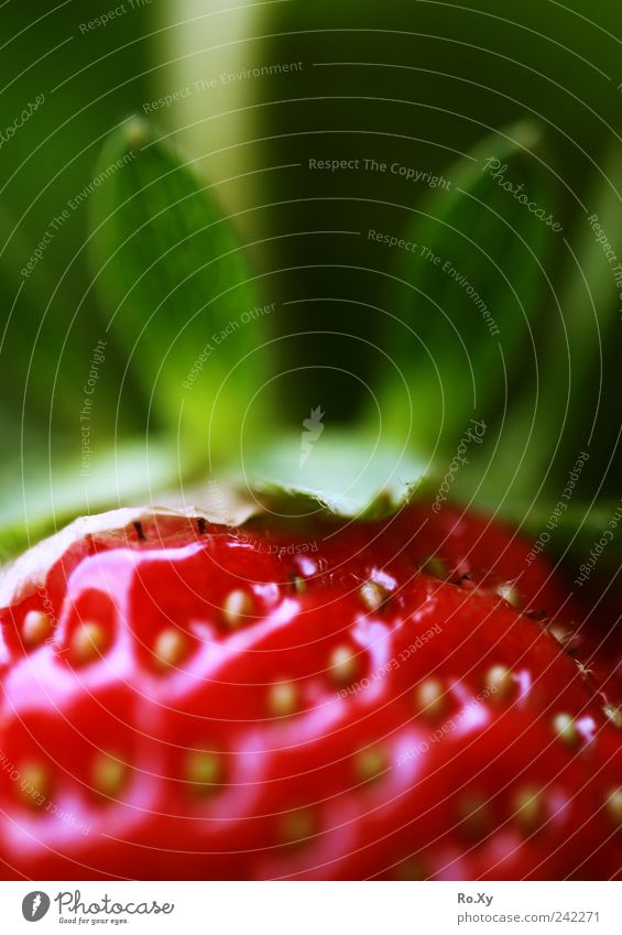 Zum anbeißen :) Frucht Ernährung Picknick Natur Pflanze Sommer grün rot Erdbeeren Erdbeersorten Garten süß fruchtig Wald-Erdbeere Garten-Erdbeere genießen