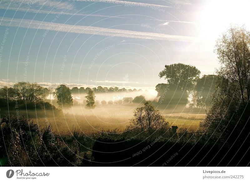 Jolli Nebel Natur Landschaft Sonnenaufgang Sonnenuntergang Schönes Wetter Baum Sträucher Wiese Feld Seeufer genießen Stimmung Reinheit Nebelschleier Farbfoto