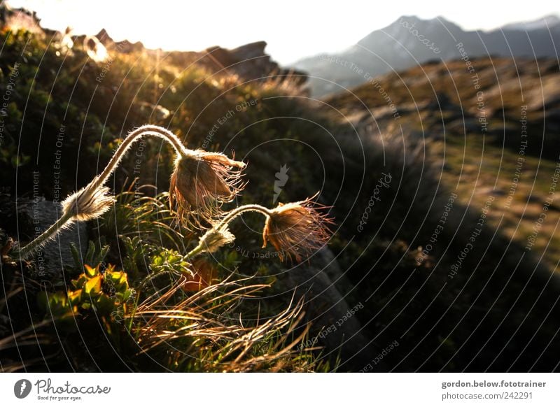 Bergblume Sommer Berge u. Gebirge Umwelt Natur Landschaft Himmel Wolkenloser Himmel Sonne Sonnenlicht Pflanze Blume Gras Moos Blüte Grünpflanze Hügel Felsen