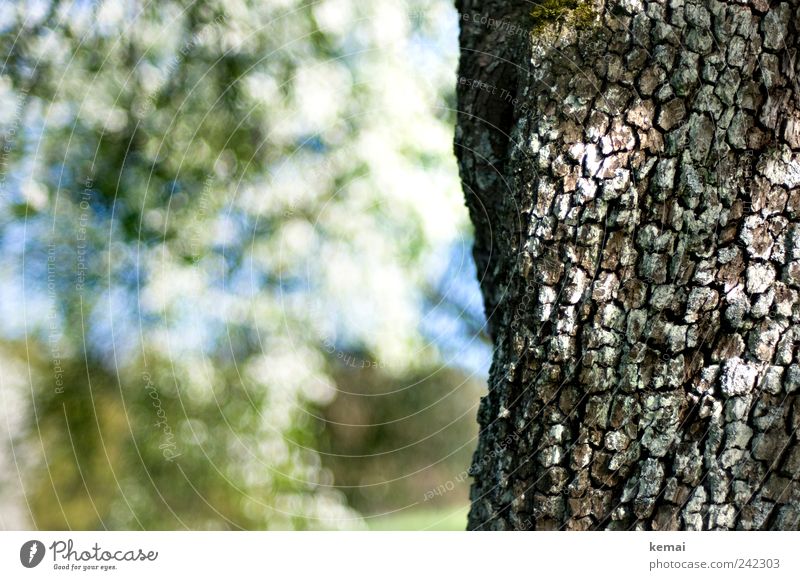 Alt wie ein Kirschbaum Umwelt Natur Pflanze Sonnenlicht Frühling Schönes Wetter Baum Blüte Nutzpflanze Baumrinde Baumstamm Garten Wachstum alt hell verwittert