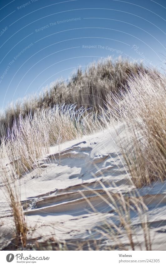 Spiekeroog | ...the dune calls Natur Landschaft Sand Strand Nordsee entdecken Erholung blau Insel Urlaub Düne Dünengras hell Farbfoto Außenaufnahme