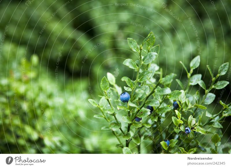 Blaubeeren Lebensmittel Frucht Dessert Bioprodukte Vegetarische Ernährung Natur Pflanze Wildpflanze entdecken Wachstum lecker natürlich süß blau grün rein