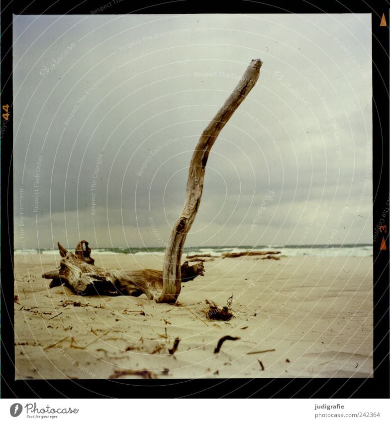 Weststrand Umwelt Natur Landschaft Sand Wasser Himmel Wolken Klima Baum Küste Strand Ostsee Meer Darß außergewöhnlich kalt natürlich wild Stimmung