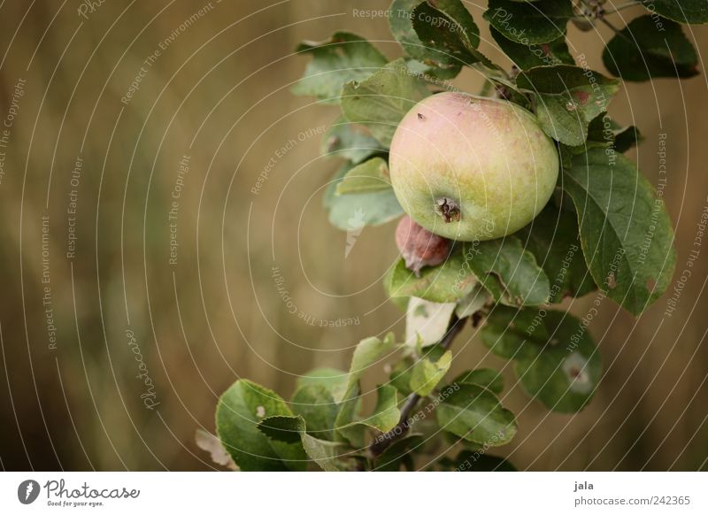 apfel Lebensmittel Frucht Apfel Ernährung Bioprodukte Vegetarische Ernährung Natur Pflanze Baum Gras Nutzpflanze lecker natürlich gold grün Farbfoto