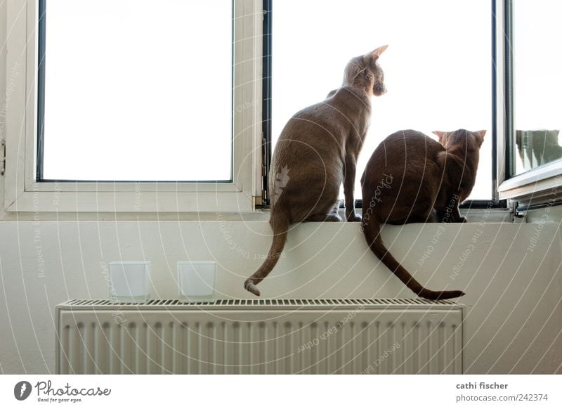 sehnsucht Mauer Wand Fenster Tier Haustier Katze Fell Pfote 2 Tierpaar Dekoration & Verzierung Kerze Glas Metall Denken Fernsehen schauen Blick sitzen warten