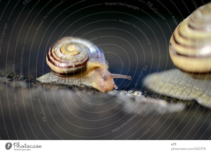 Mama bitte nicht so schnell! Tier Schnecke 2 Tierjunges Häusliches Leben Schneckenhaus schleichen anbiedern krabbeln Spirale Linie schleimig Schleimer Regen