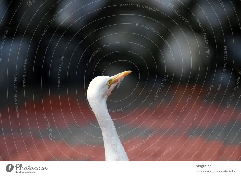 Kuala Lumpur Bird Park I Vogel Tiergesicht Schnabel Auge Hals 1 weiß Farbfoto Gedeckte Farben Außenaufnahme Menschenleer Textfreiraum links Textfreiraum rechts