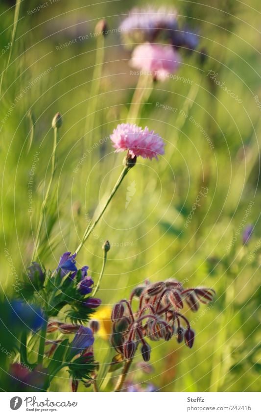 blühende Wiesenblumen im Juli Kornblume Blumenwiese Wildpflanzen Unkraut Sommerwiese Wildblumen Wildblumenwiese blühende Wildblumen sommerlich Sommerblumen