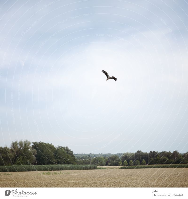 storch Natur Landschaft Himmel Pflanze Baum Gras Sträucher Feld Wald Tier Vogel Storch 1 fliegen Unendlichkeit natürlich blau grün beige Farbfoto Außenaufnahme