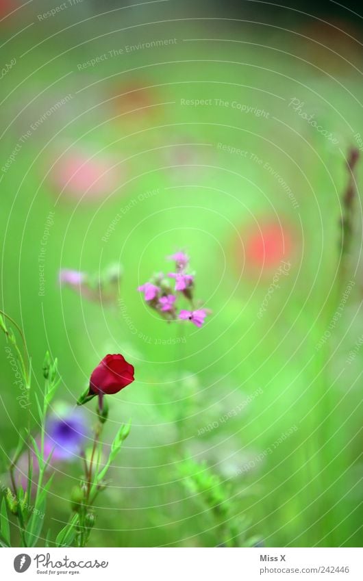 Roter Fleck Natur Pflanze Frühling Sommer Blume Blatt Blüte Wiese Blühend Duft Wachstum wild rot Blumenwiese Farbfoto mehrfarbig Nahaufnahme Menschenleer