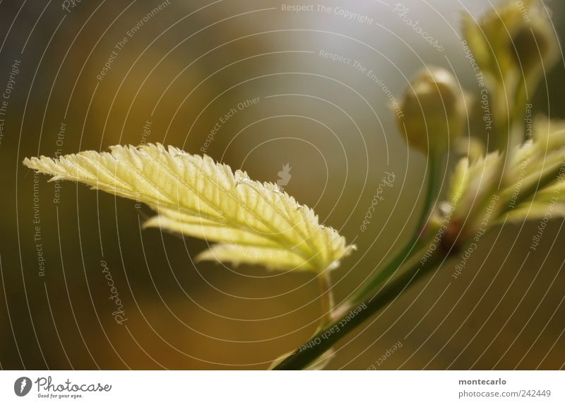 Brombeerblattl Natur Pflanze Sonnenlicht Frühling Schönes Wetter Sträucher Blatt Grünpflanze Wildpflanze Stimmung Farbfoto mehrfarbig Außenaufnahme Nahaufnahme