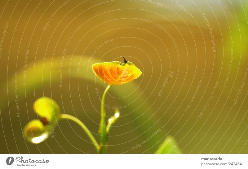 Pappellinchen Natur Pflanze Sonnenlicht Sommer Schönes Wetter Baum Blatt Grünpflanze Garten Park Kreativität skurril Farbfoto mehrfarbig Außenaufnahme