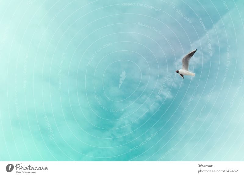 MÖWE Glück Ferien & Urlaub & Reisen Ausflug Ferne Freiheit Kreuzfahrt Sommer Sommerurlaub Strand Meer Insel Natur Pflanze Luft Himmel nur Himmel Wolken Wind