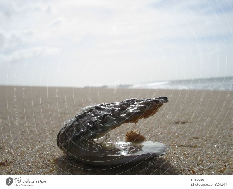 Muschel-Fernweh Strand Meer Ferien & Urlaub & Reisen Wasser Sand