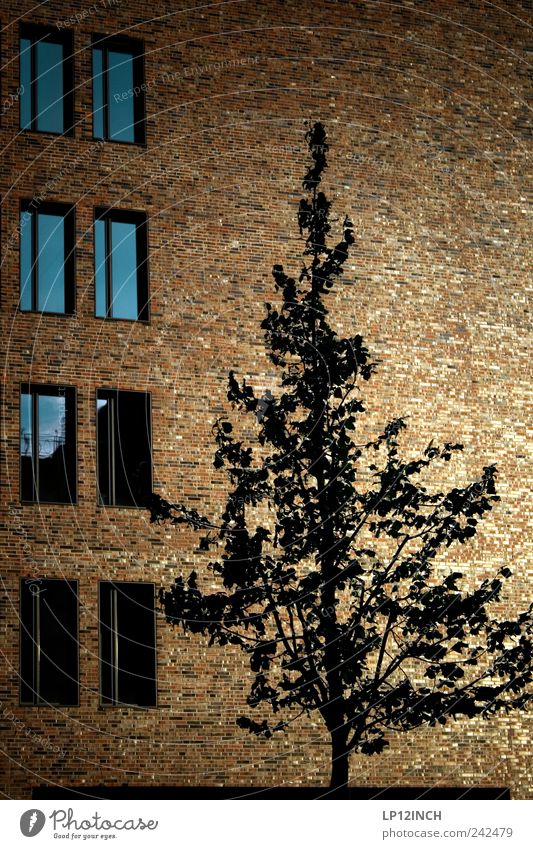 Hafencity tree Umwelt Baum Deutschland Europa Hafenstadt Haus Gebäude Architektur Mauer Wand Fassade Fenster Holz Backstein gold Design Häusliches Leben