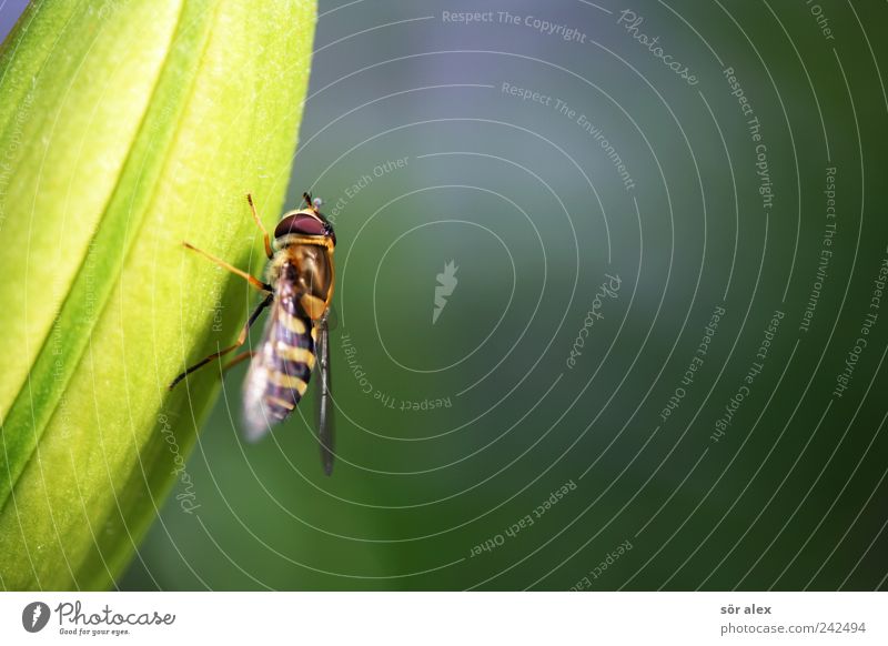 grip Pflanze Blume Blatt Blüte Tier Flügel Fliege Schwebfliege 1 braun gelb grün Insekt Tiergesicht Auge Tierporträt Tierfuß sommerlich festhalten Pause