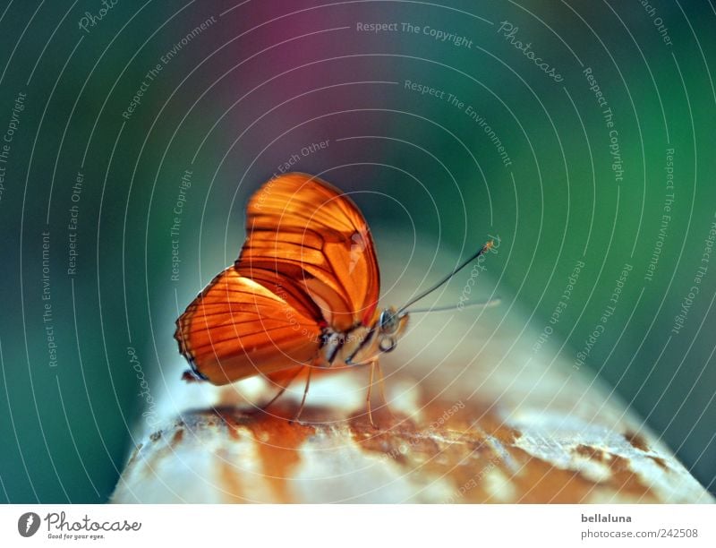 Ein Falter für Mella Natur Garten Park Tier Wildtier Schmetterling Flügel 1 sitzen ästhetisch außergewöhnlich einfach elegant exotisch fantastisch frei hell