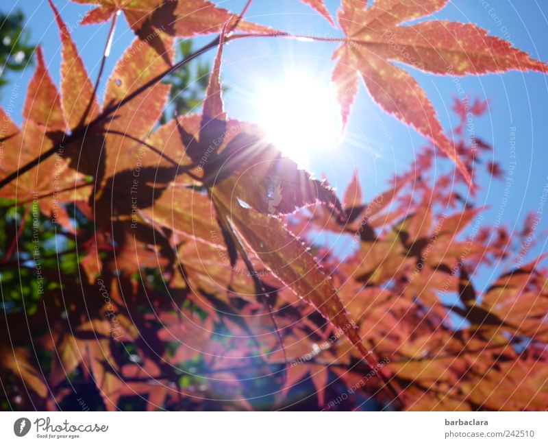 Feuriger Ahorn Freizeit & Hobby Spaziergang Sommer Sonne Natur Himmel Schönes Wetter Baum Blatt leuchten ästhetisch hell Neugier Wärme blau braun grün rot