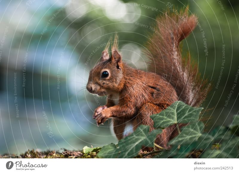 pose 4 nuts Natur Baum Efeu Tier Wildtier Fell Krallen Pfote Eichhörnchen 1 hocken Blick sitzen niedlich Farbfoto Außenaufnahme Nahaufnahme Menschenleer