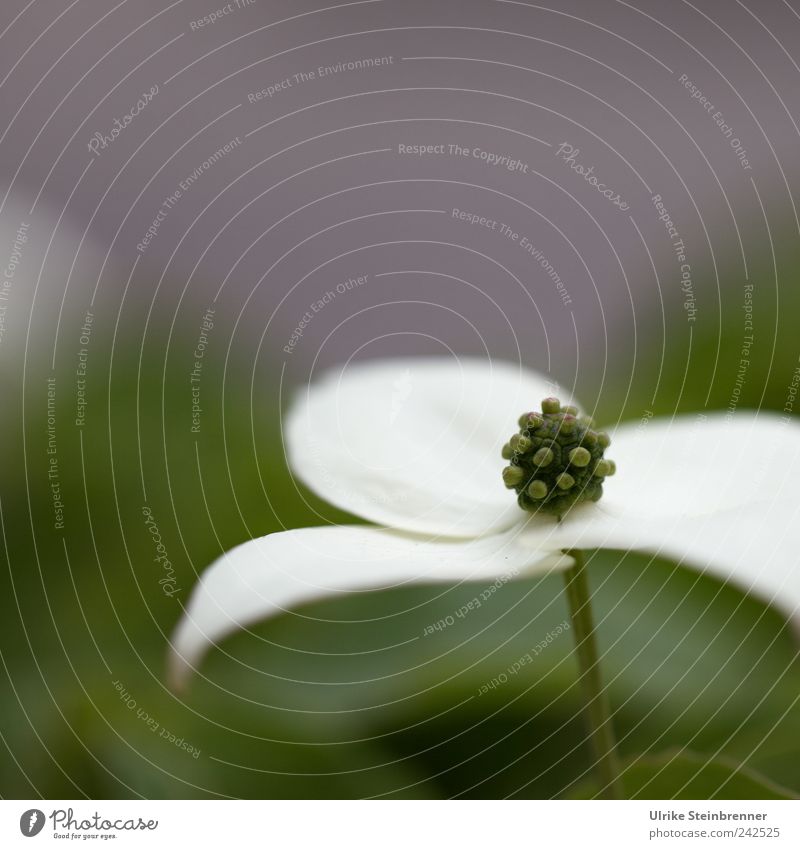 Cornus kousa Sommer Garten Natur Pflanze Baum Sträucher Blatt Blüte exotisch Japanischer Hartriegel Park Blühend stehen Wachstum ästhetisch nah natürlich schön