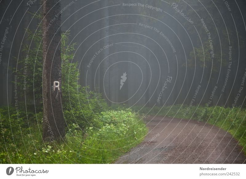 R Tourismus Ausflug Berge u. Gebirge wandern Natur Landschaft Pflanze Klima Wetter schlechtes Wetter Nebel Regen Baum Wald Straße Wege & Pfade Zeichen