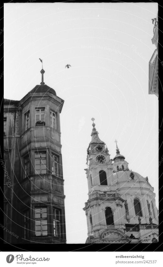 Prager Friedenstaube Hauptstadt Haus Kirche Dom Bauwerk Gebäude Architektur Fassade Sehenswürdigkeit Vogel Flügel Taube fliegen Originalität positiv Freiheit