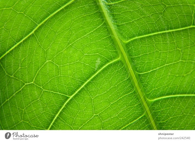 Chlorophyll-Spender elegant Dekoration & Verzierung Umwelt Natur Tier Urelemente Klima Klimawandel Wetter Pflanze Blatt Grünpflanze Topfpflanze Erholung