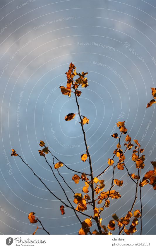 Schluss mit Sommer Umwelt Natur Pflanze Himmel Wolken Herbst Baum Blatt Herbstlaub Herbstfärbung alt fallen verblüht dehydrieren trocken mehrfarbig gelb gold