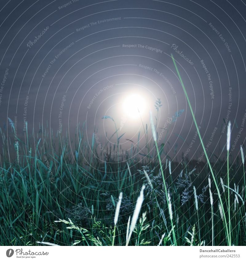 Sommernachtstraum II Umwelt Natur Landschaft Pflanze Luft Himmel Nachthimmel Mond Vollmond Frühling Klima Wetter Nebel Gras Grünpflanze Wiese Feld