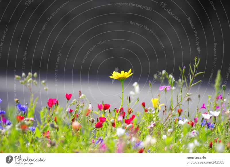 Ein bischen Sommer Natur Pflanze Sonnenlicht Schönes Wetter Blume Blatt Blüte Grünpflanze Wiese Farbe Idylle Farbfoto mehrfarbig Außenaufnahme Nahaufnahme