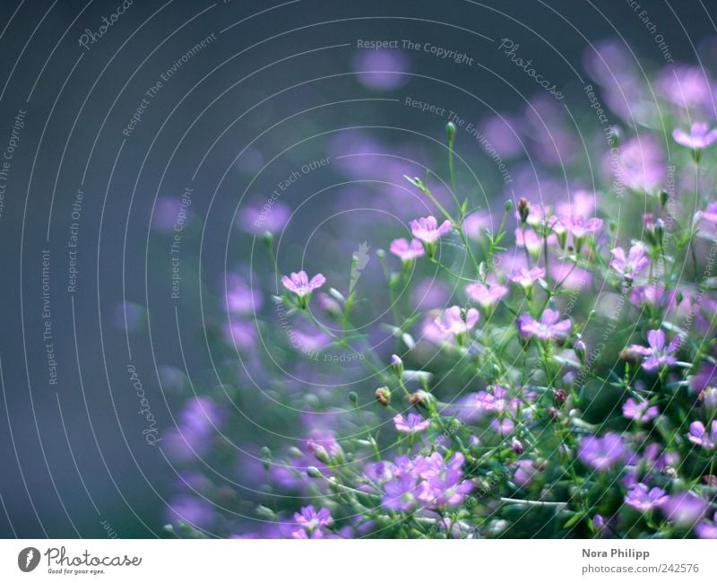 Schleierkraut im Sonnenschein harmonisch Wohlgefühl Sinnesorgane ruhig Duft Sommer Umwelt Natur Pflanze Sonnenlicht Blume Blatt Blüte Blütenknospen Garten