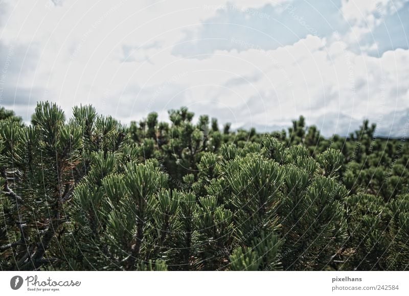 Hoch oben Natur Pflanze Himmel Wolken Sommer Schönes Wetter Baum Sträucher Wildpflanze Wald Berge u. Gebirge Menschenleer Holz beobachten entdecken wandern alt