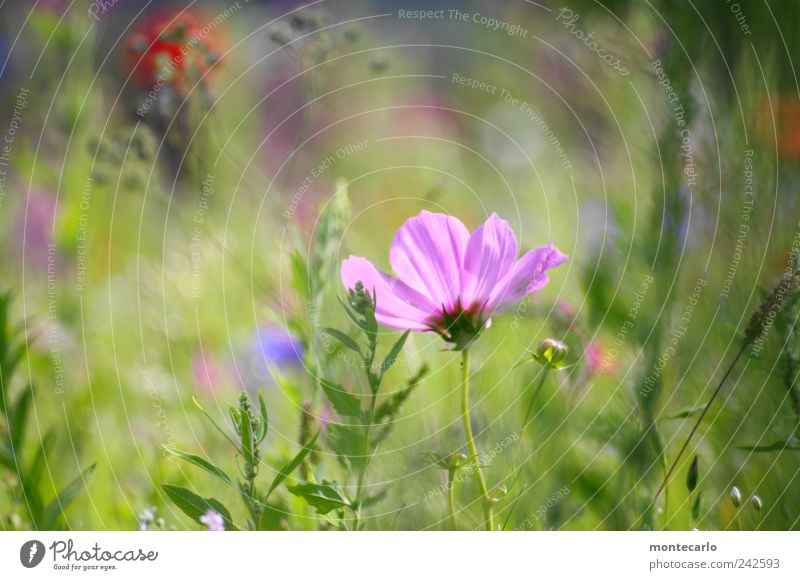 Verschleiert Natur Pflanze Sonnenlicht Sommer Schönes Wetter Blume Gras Sträucher Blatt Blüte Grünpflanze Park Wiese Farbfoto mehrfarbig Außenaufnahme