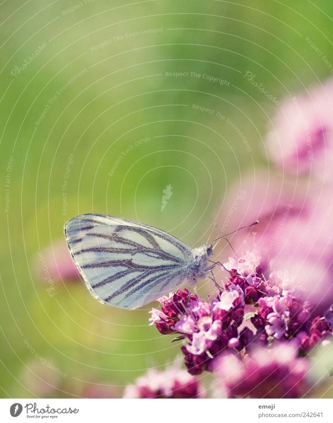 so rosarosarot Natur Pflanze Frühling Blume Blüte Tier Schmetterling 1 grün Leichtigkeit Farbfoto mehrfarbig Außenaufnahme Nahaufnahme Detailaufnahme