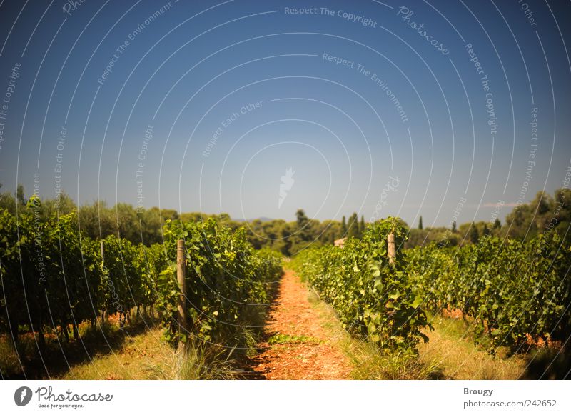 Weinplantage eines Klosters am Mittelmeer Ferien & Urlaub & Reisen Tourismus Ausflug Sommer Sommerurlaub Gartenarbeit Mönch Erde Himmel Wolkenloser Himmel