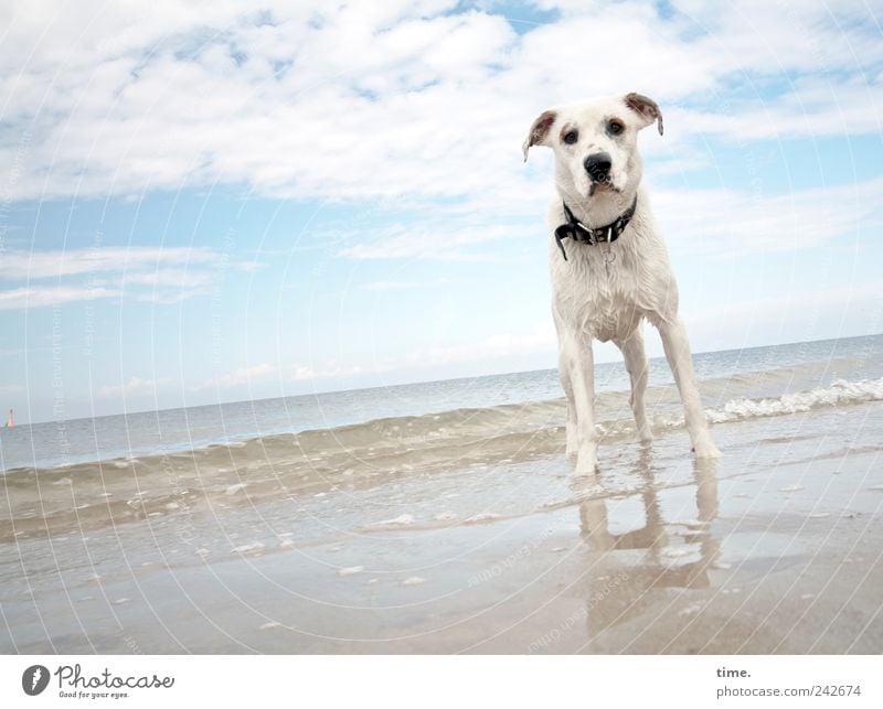 Waiting For Great Things To Come Strand Tier Wasser Himmel Wolken Horizont Schönes Wetter Nordsee Meer Fell Hund Sand beobachten Blick warten nass achtsam