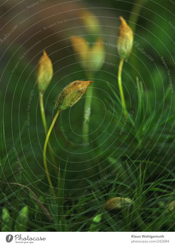 Wacholder- Widertonmoos.   Sporenkapseln mit "Schutzhülle" Sommer Moos stehen braun gelb gold grün Idylle Waldboden filigran Botanik Vegetation Farbfoto