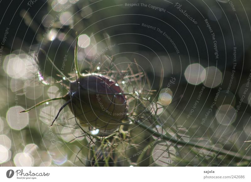 glitzernde erfrischung Umwelt Natur Pflanze Urelemente Wasser Wassertropfen Sommer Blume ästhetisch glänzend Lichtpunkt Reflexion & Spiegelung Farbfoto