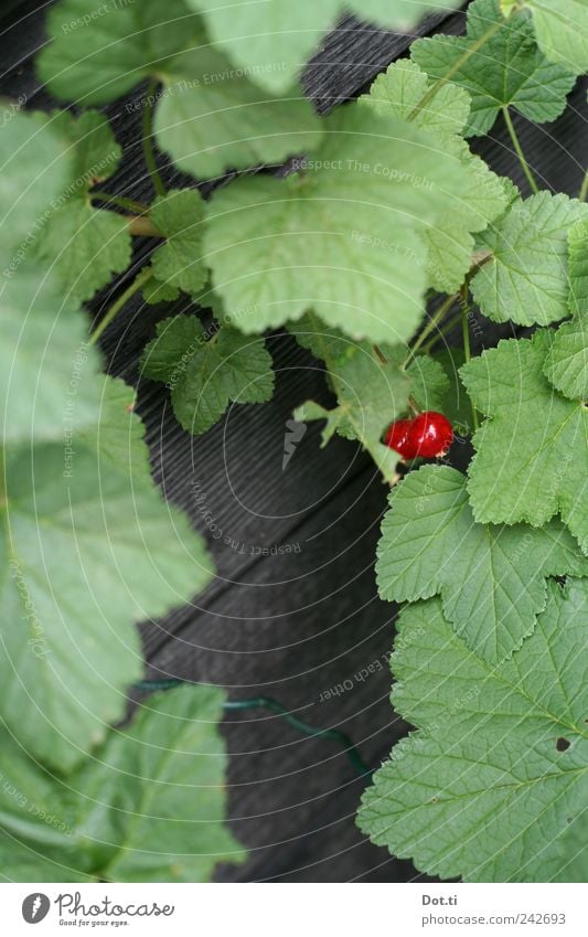 Ribisel Frucht Pflanze Sträucher Blatt Nutzpflanze Garten grün rot Überleben Wachstum reif Johannisbeeren 2 versteckt ernten Farbfoto Außenaufnahme Nahaufnahme