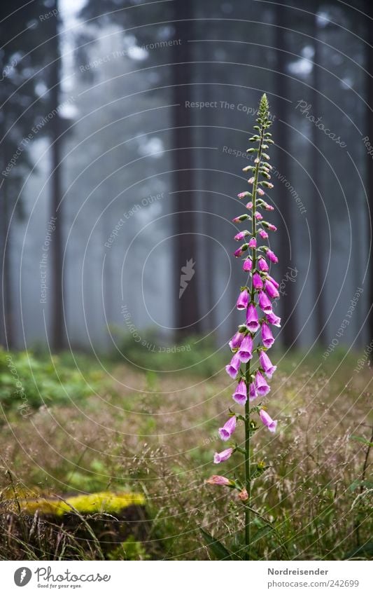 Fingerhut Natur Pflanze Sommer Nebel Blume Wildpflanze Wald ästhetisch exotisch elegant Giftpflanze Heilpflanzen Gras Waldlichtung Blühend Blüte violett