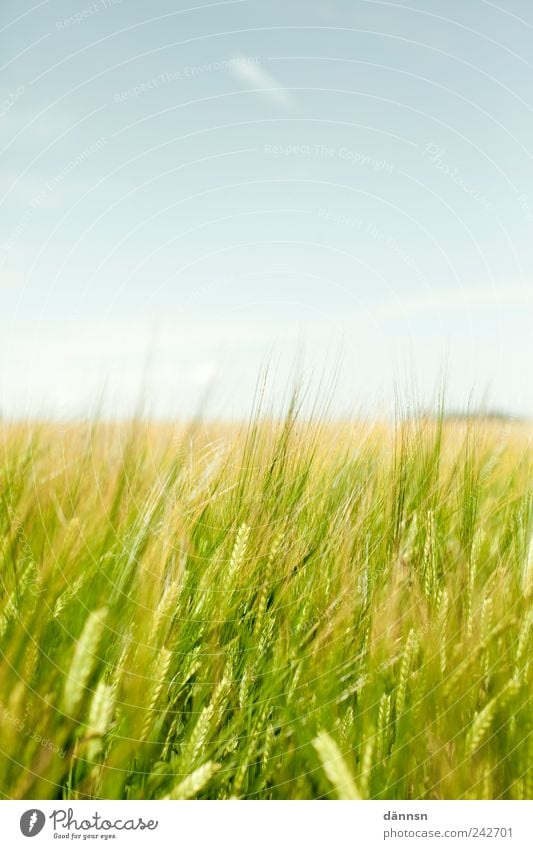 Grünes Feld mit Blauem Himmel Ferien & Urlaub & Reisen Tourismus Ausflug Ferne Freiheit Sommer Sommerurlaub Umwelt Landschaft Pflanze Tier Luft Frühling