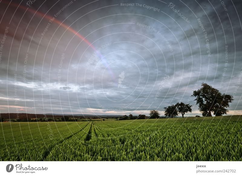 Nach der Dunkelheit Umwelt Natur Landschaft Pflanze Himmel Wolken Horizont Sommer Klima Schönes Wetter schlechtes Wetter Regen Baum Nutzpflanze Feld blau grün