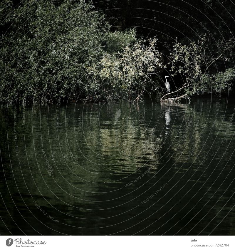 altrhein Natur Tier Baum Sträucher Fluss Wildtier Vogel Reiher 1 ästhetisch Farbfoto Außenaufnahme Menschenleer Textfreiraum unten Textfreiraum Mitte Tag