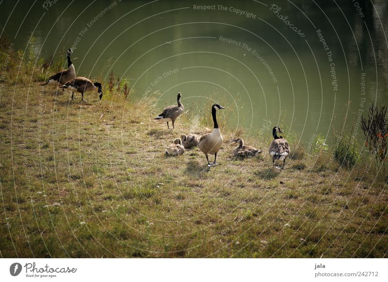 großfamilie Natur Sommer Gras Grünpflanze Wildpflanze Wiese Fluss Tier Wildtier Gans Kanadagans Tiergruppe Zusammensein natürlich wild braun grün Farbfoto